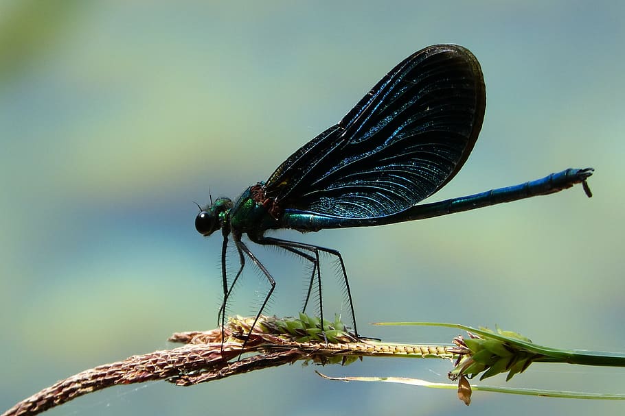 dragonfly, insect, summer, nature, blue, beautiful, waterfront HD wallpaper