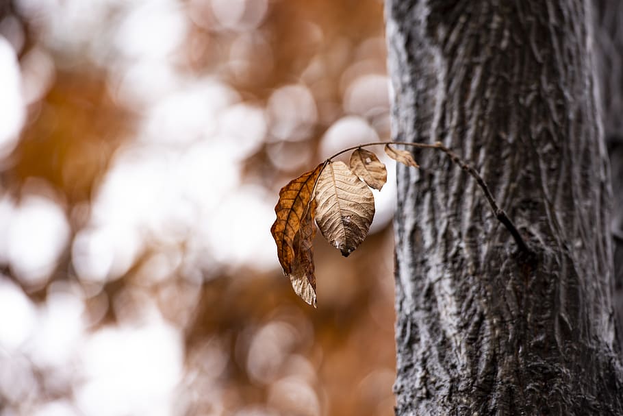 brown-leafed plant, tree, insect, animal, honey bee, invertebrate HD wallpaper