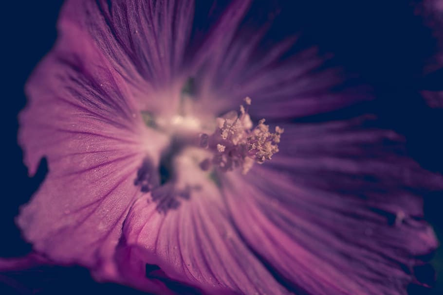 Red flower - Dark Mood, macro, closeup, leaf, flowering plant HD wallpaper