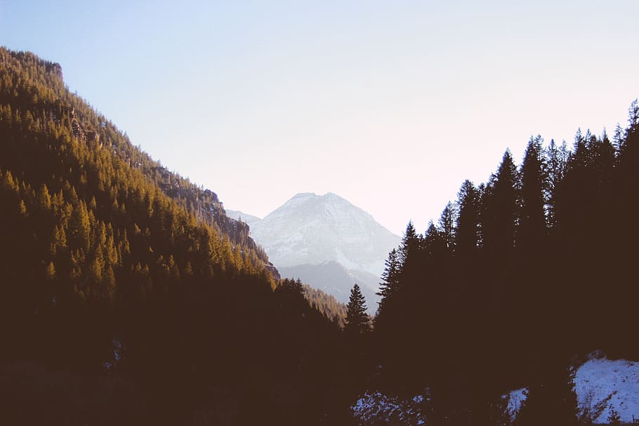 mountains, forest, tree, summer, camping, beauty in nature HD wallpaper