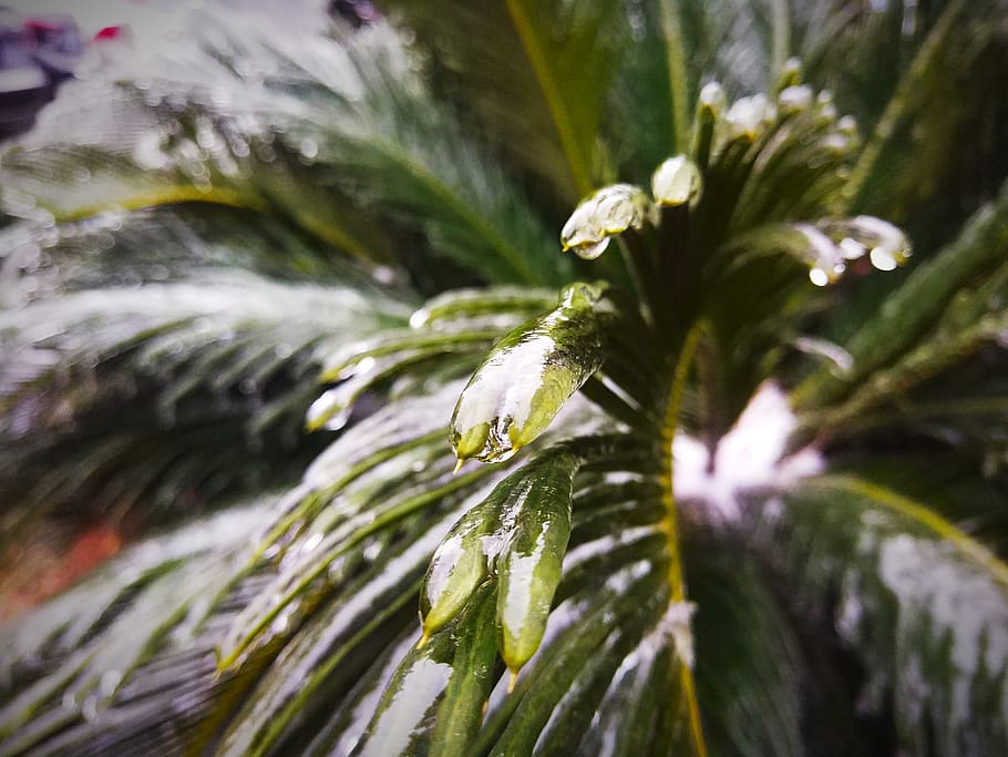 plant, growth, close-up, green color, leaf, plant part, nature HD wallpaper