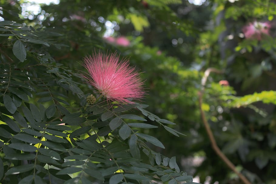 fuzzy, flower, plant, exotic plant, nature, bloom, flora, pink HD wallpaper
