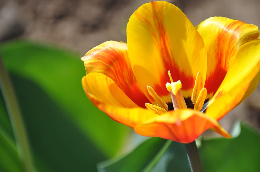 tulip, flower, orange, spring, garden, blossom, bloom, flowering plant HD wallpaper