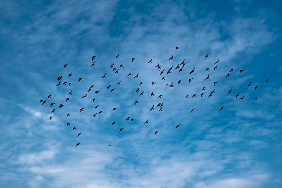 flock of birds during daytime, animal, blue, sky, fly, finch HD wallpaper