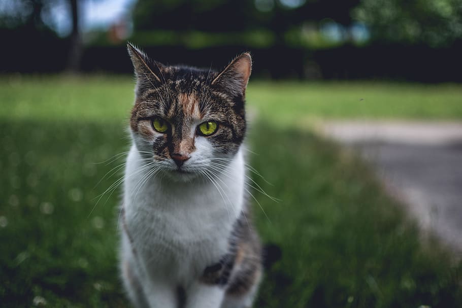 Photo of Cat, animal, cute, domestic, feline, little, looking HD wallpaper