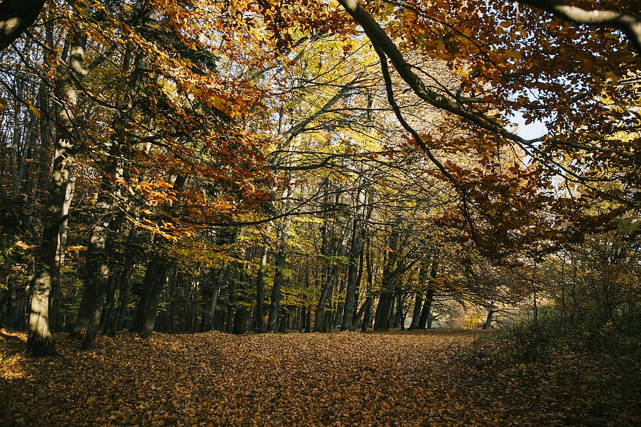 brown-leafed trees during daytime, plant, ground, tree trunk HD wallpaper