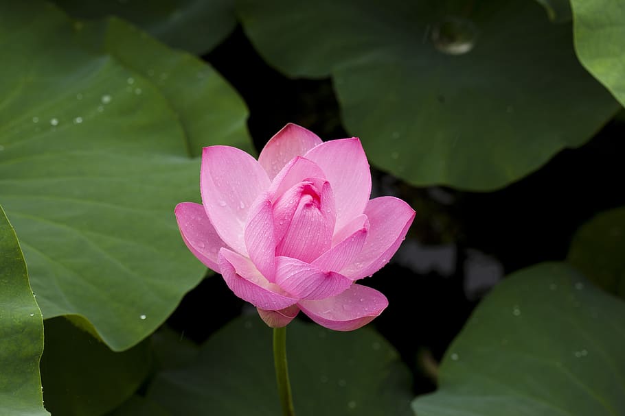 Pink Lotus Flower in Bloom Close-up Photography, flowers, growth HD wallpaper