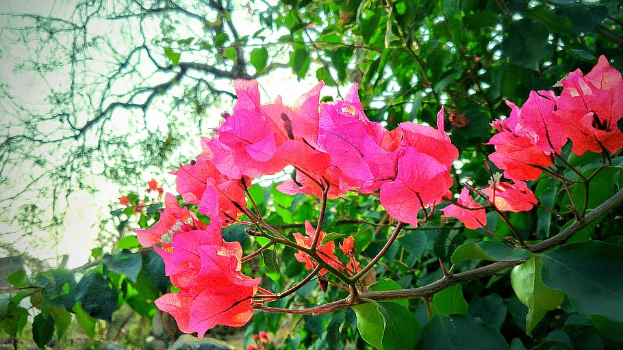 india, hyderabad, unnamed road, plant, beauty in nature, growth HD wallpaper