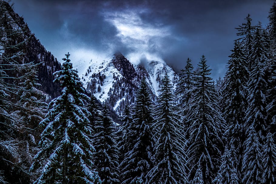 pine trees covered by snow, flora, conifer, plant, cloud, winter HD wallpaper