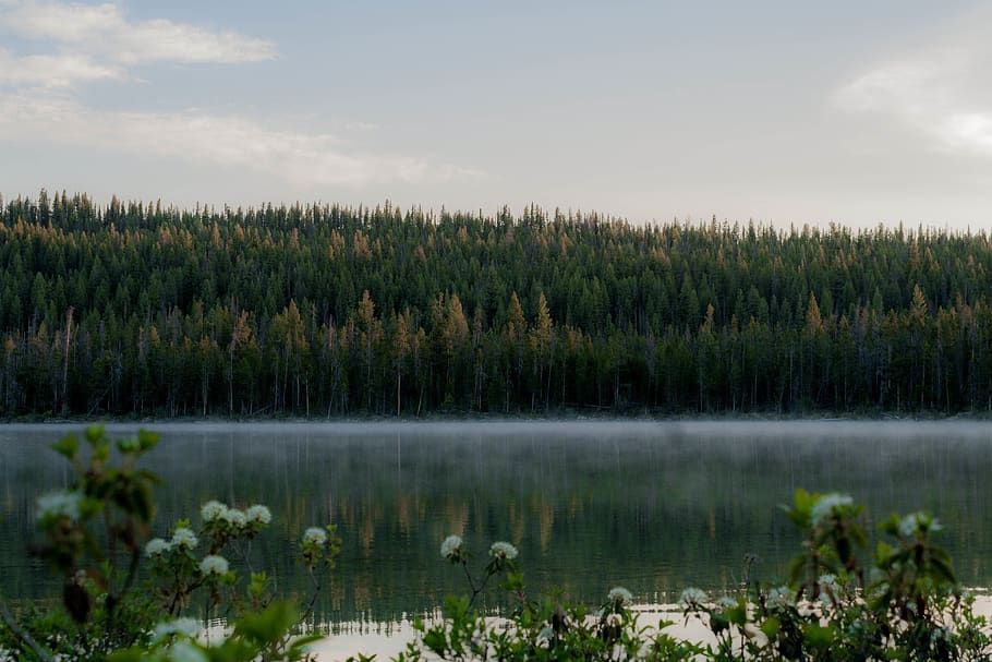 plant, lake, water, beauty in nature, tranquility, scenics - nature HD wallpaper