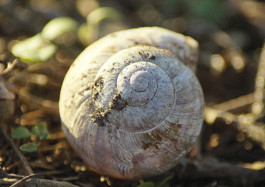 shell, snail, spiral, nature, close up, snail shell, macro HD wallpaper