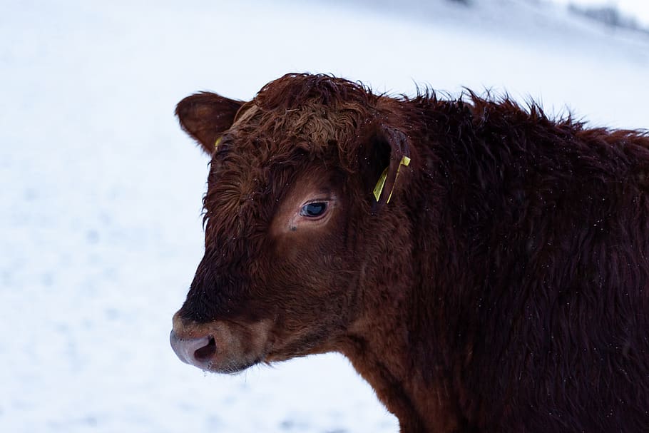 brown cow, animal themes, mammal, livestock, domestic animals HD wallpaper