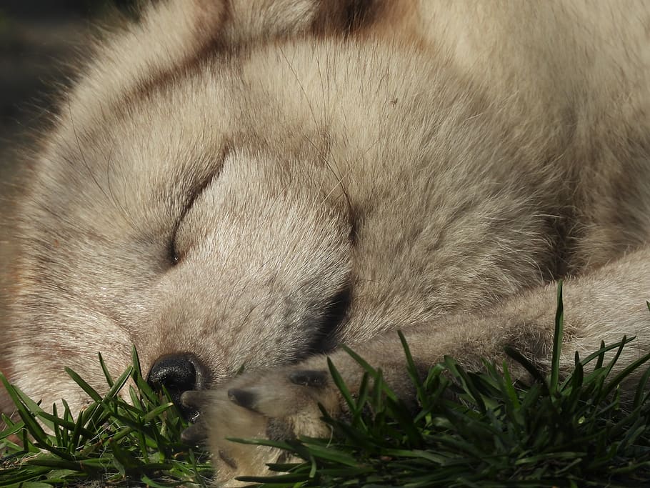 fox, mammal, puppy, nature, fur, mammals, one animal, animal themes HD wallpaper