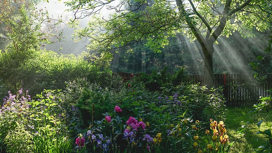 plant, growth, tree, flower, flowering plant, nature, beauty in nature HD wallpaper