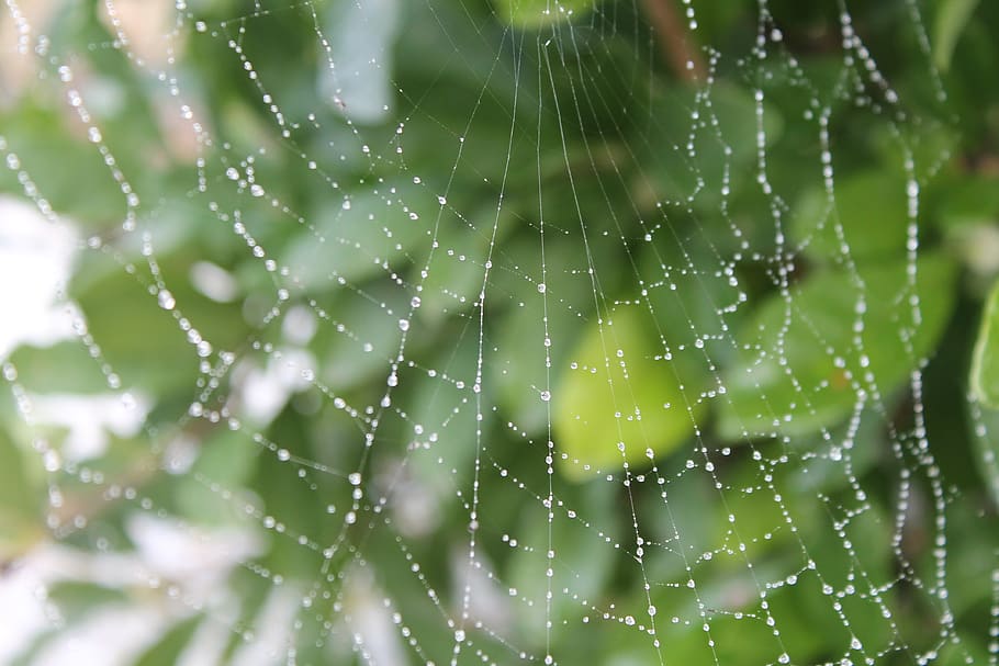 cobweb, dew, drop of water, autumn, nature, beaded, cobwebs HD wallpaper