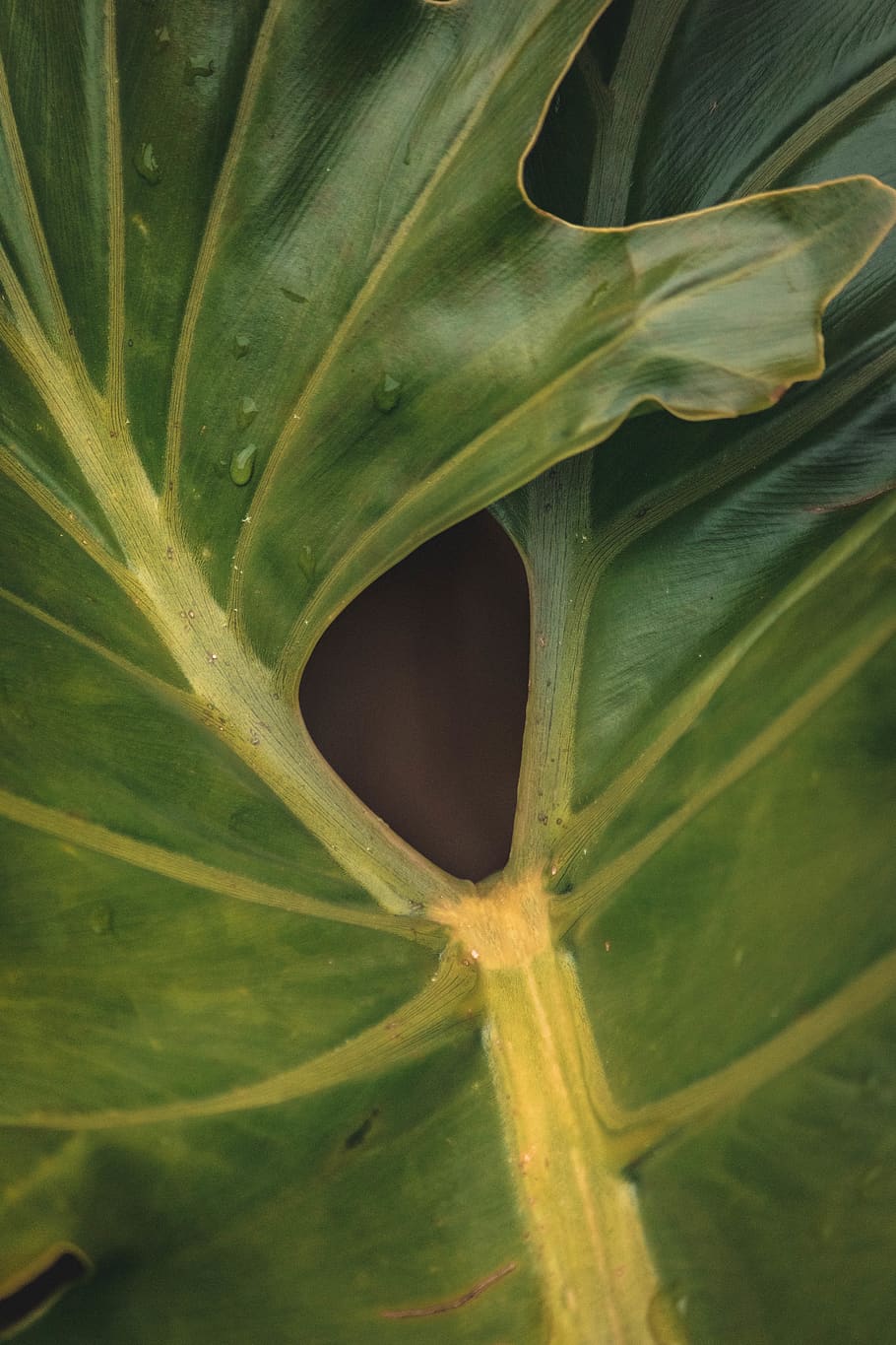 leaf, plant part, green color, growth, close-up, no people HD wallpaper