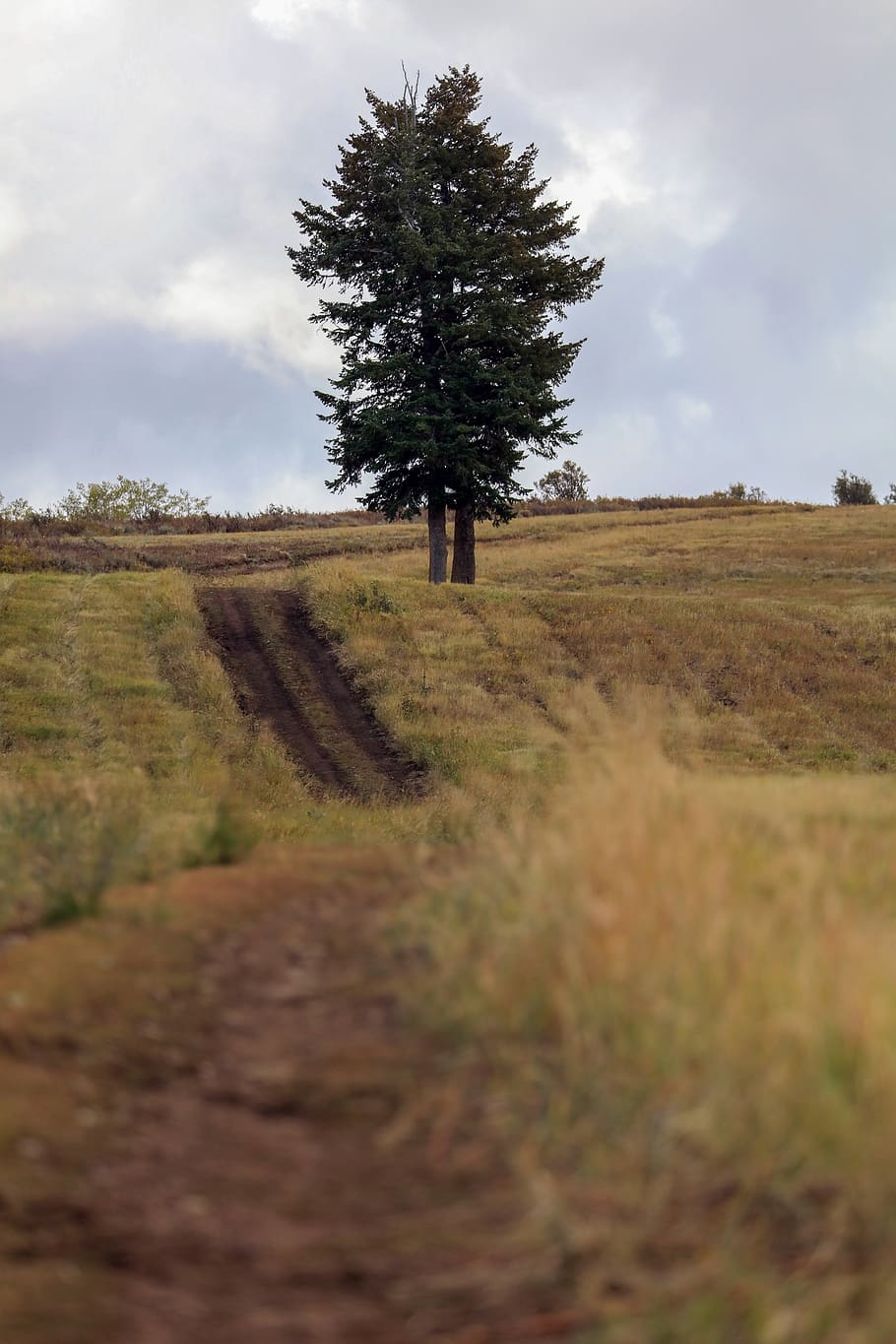 path, trail, dirt, road, old road, dirt road, tree, plant, sky HD wallpaper