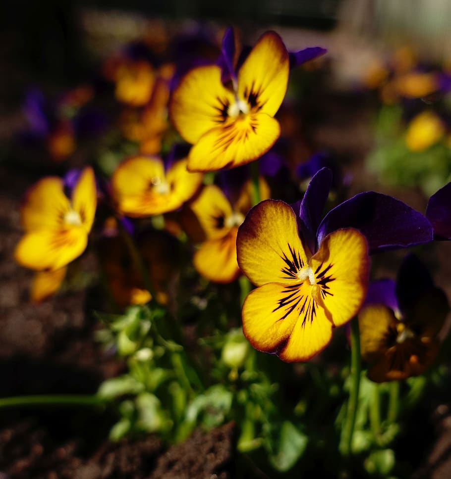 pansy, spring, garden, flower, blossom, bloom, flowering plant HD wallpaper