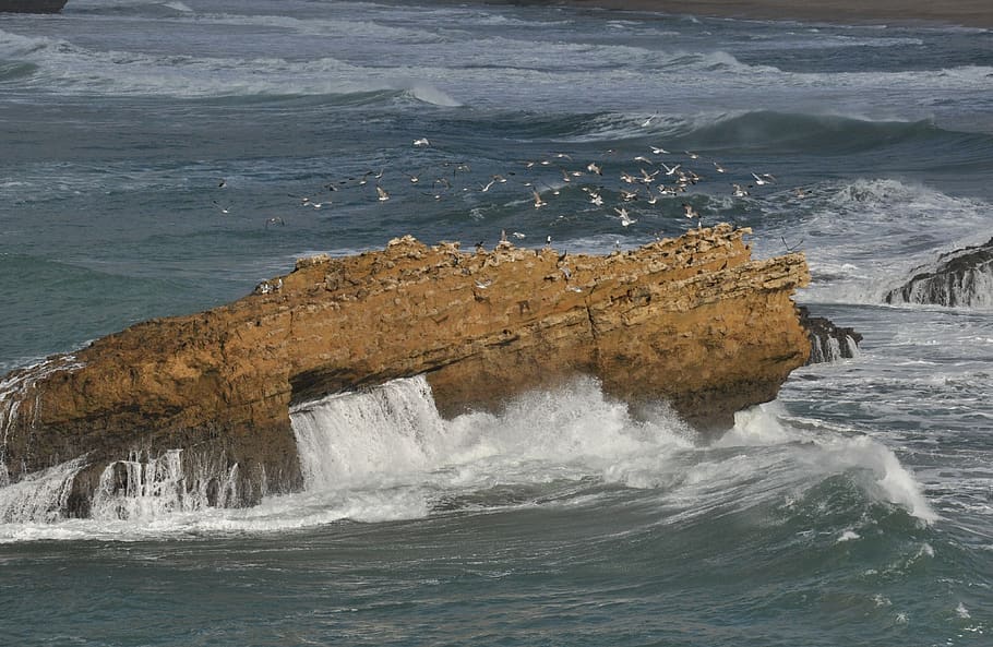 seagulls-rock-ocean.jpg