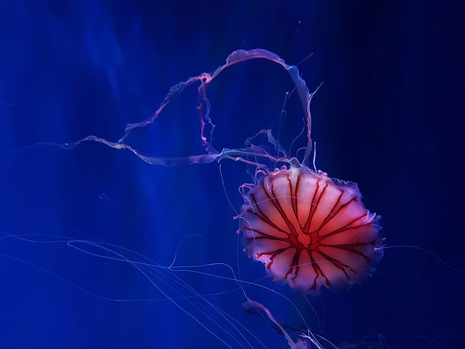 white and red jellyfish, underwater, sealife, ocean, tentacle, HD wallpaper