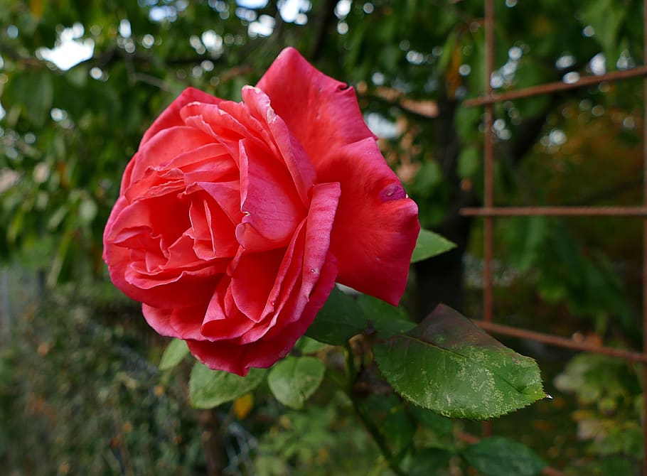 flower, rose, nature, garden, plant, red, love, blossom, bloom HD wallpaper