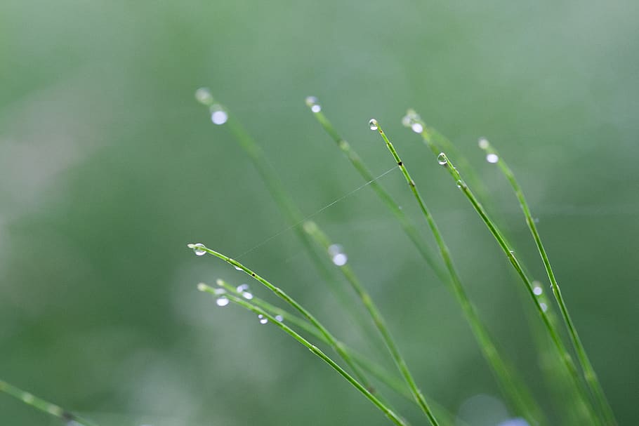 moss, plant, grass, droplet, sprout, green, seasoning, food HD wallpaper