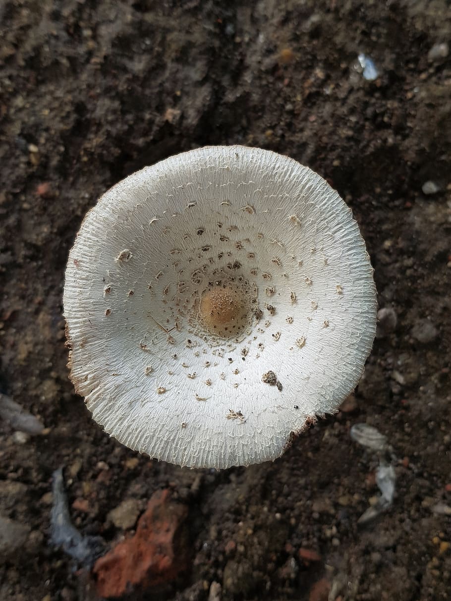 mushroom, white, earthy, close-up, vegetable, fungus, no people, HD wallpaper