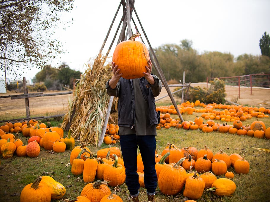 person holding pumpkin, vegetable, squash, produce, plant, food HD wallpaper