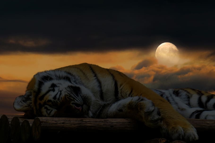 tiger, sleep, rest, cat, big cat, good night, relaxation, concerns, HD wallpaper