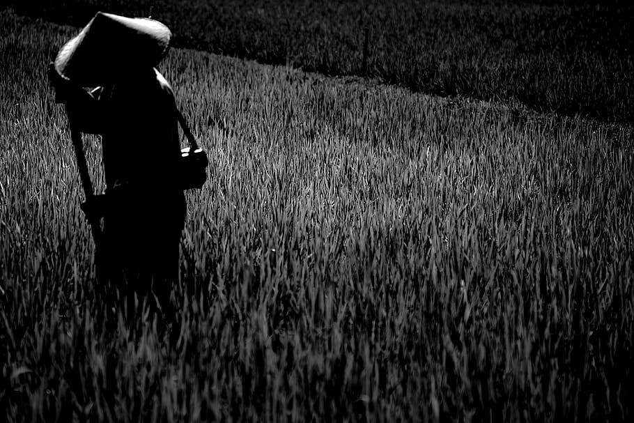 farmer, rice field, indonesia, bali, land, one person, grass HD wallpaper