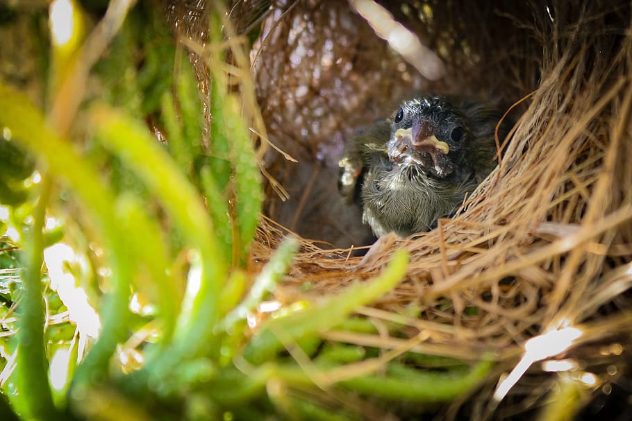 bird, nest, ave, baby, nature, animals, peak, small, animal themes HD wallpaper