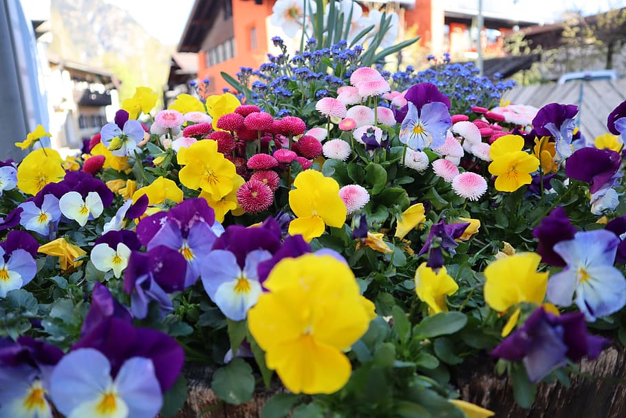 flowering plant, freshness, vulnerability, beauty in nature HD wallpaper