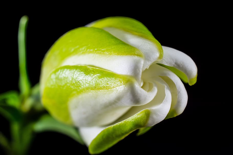 White and Green Petal Flower, bloom, blossom, close-up, flora HD wallpaper