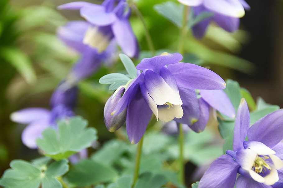 wildflower, violet, flowers, spring, soft, main claw, flowering plant HD wallpaper