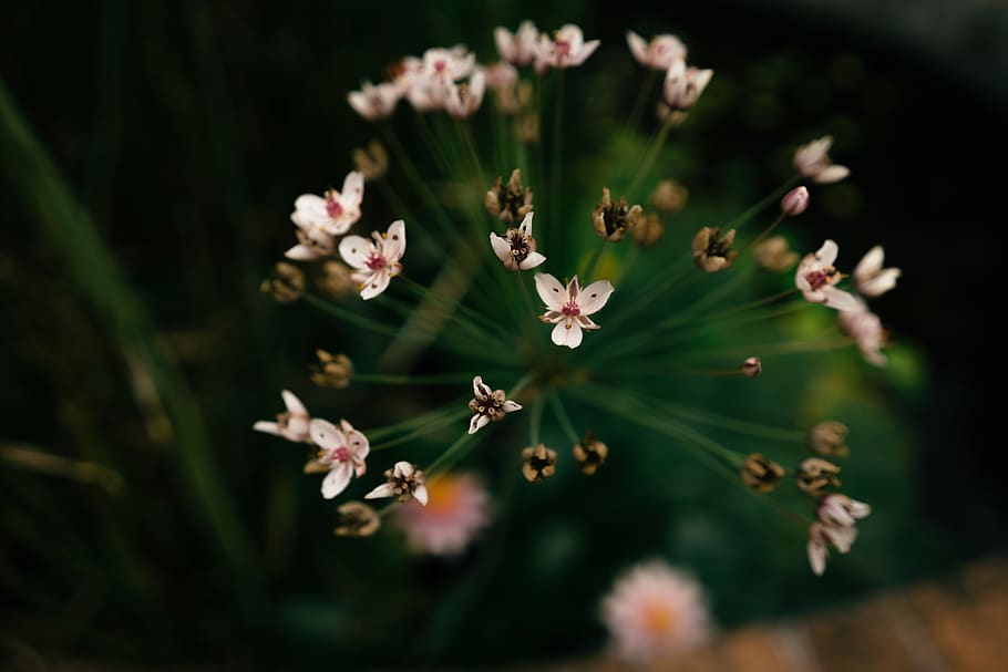 flowers, darkgreen, flowering plant, freshness, fragility, growth HD wallpaper