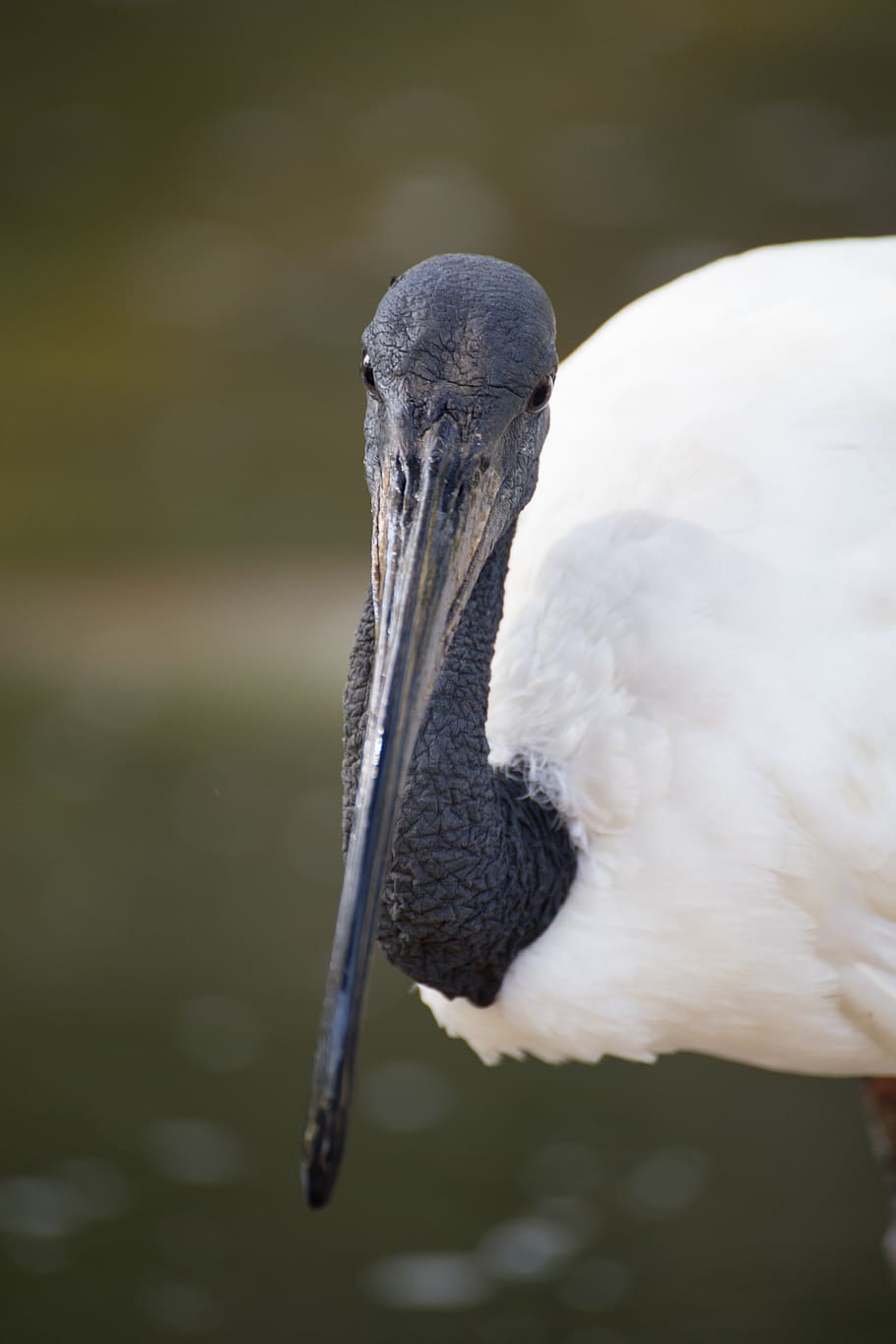 animal, nature, bird, animals in the wild, animal themes, one animal HD wallpaper