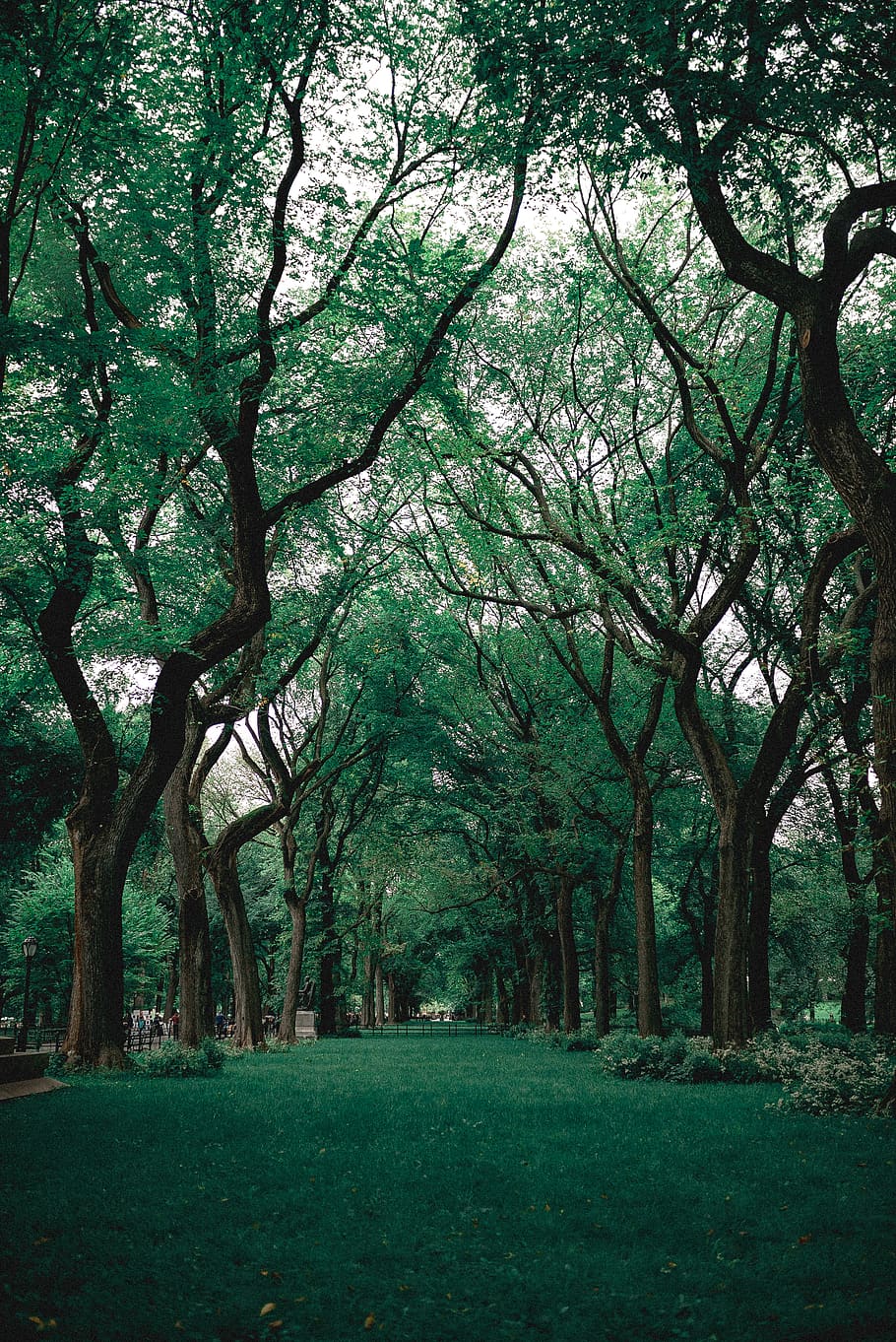 Green Grass Near Trees, branches, central park, environment, new york HD wallpaper