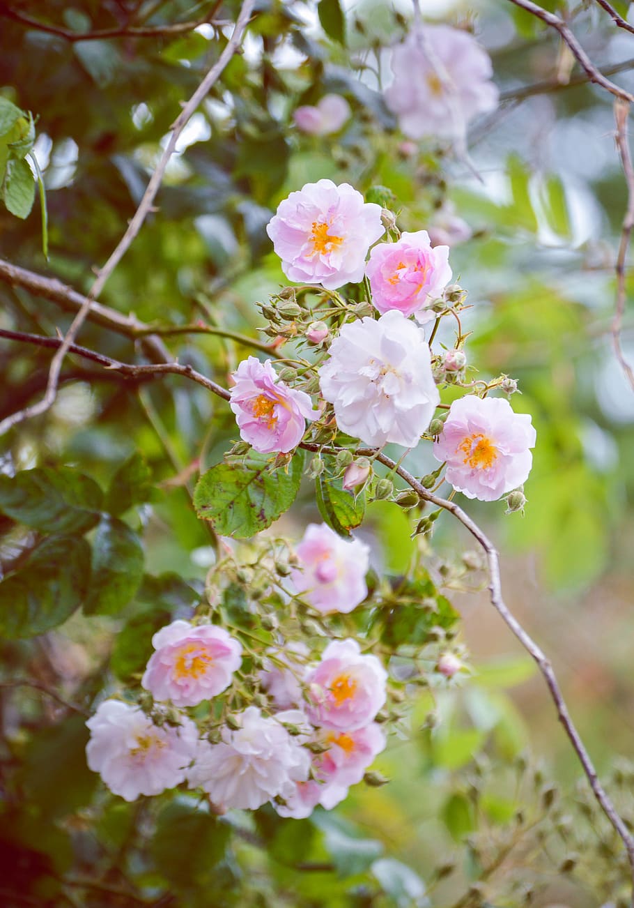 white and pink flowers, plant, blossom, geranium, ireland, pollen HD wallpaper