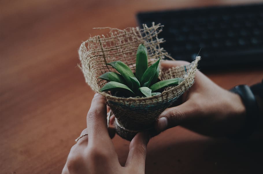 Person Holding Green-leafed Plant, flora, hands, human hand, human body part HD wallpaper
