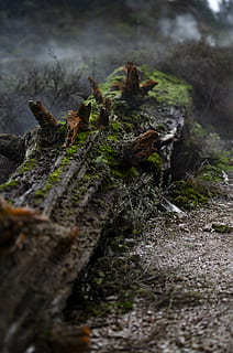 mossy log, dead log, red-orange log, forest log, tree, selective focus HD wallpaper