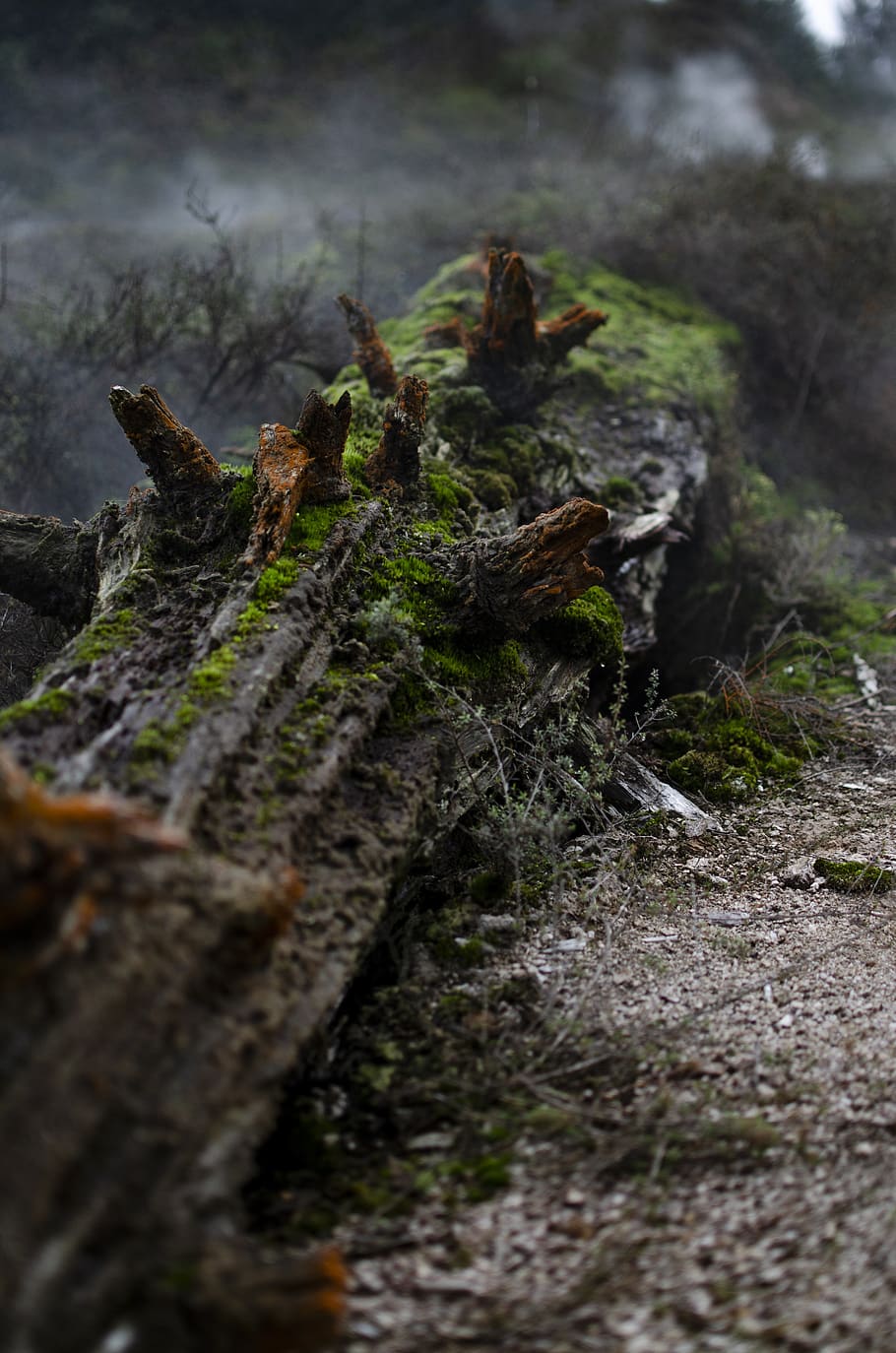 mossy log, dead log, red-orange log, forest log, tree, selective focus HD wallpaper