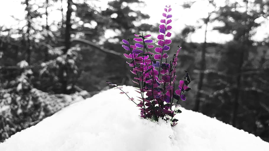 snow, purple, winter, nature, forest, wintry, landscape, cold HD wallpaper