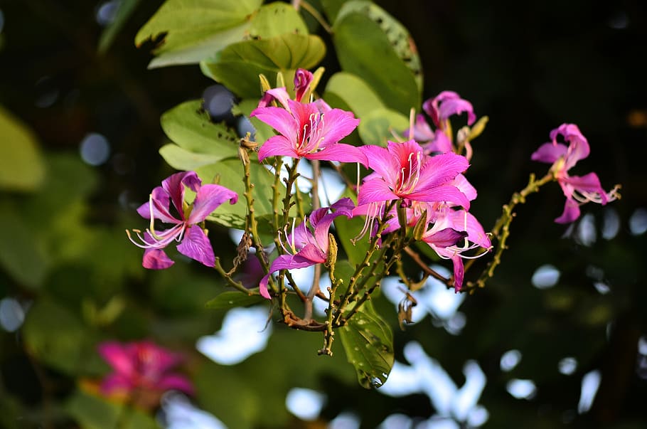flowers, tree, garden, pink, natural, beautiful, landscape HD wallpaper