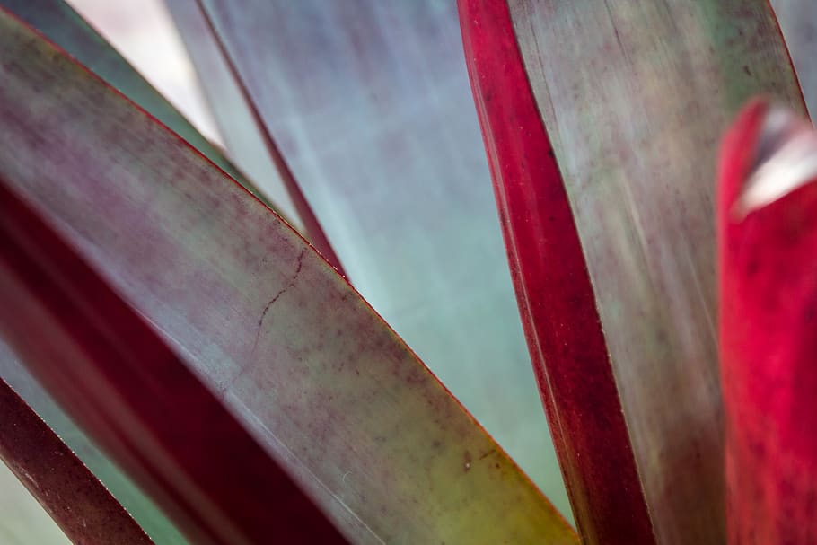 plant, leaf, blur, red, bokeh, animal, bird, beak, hardwood HD wallpaper