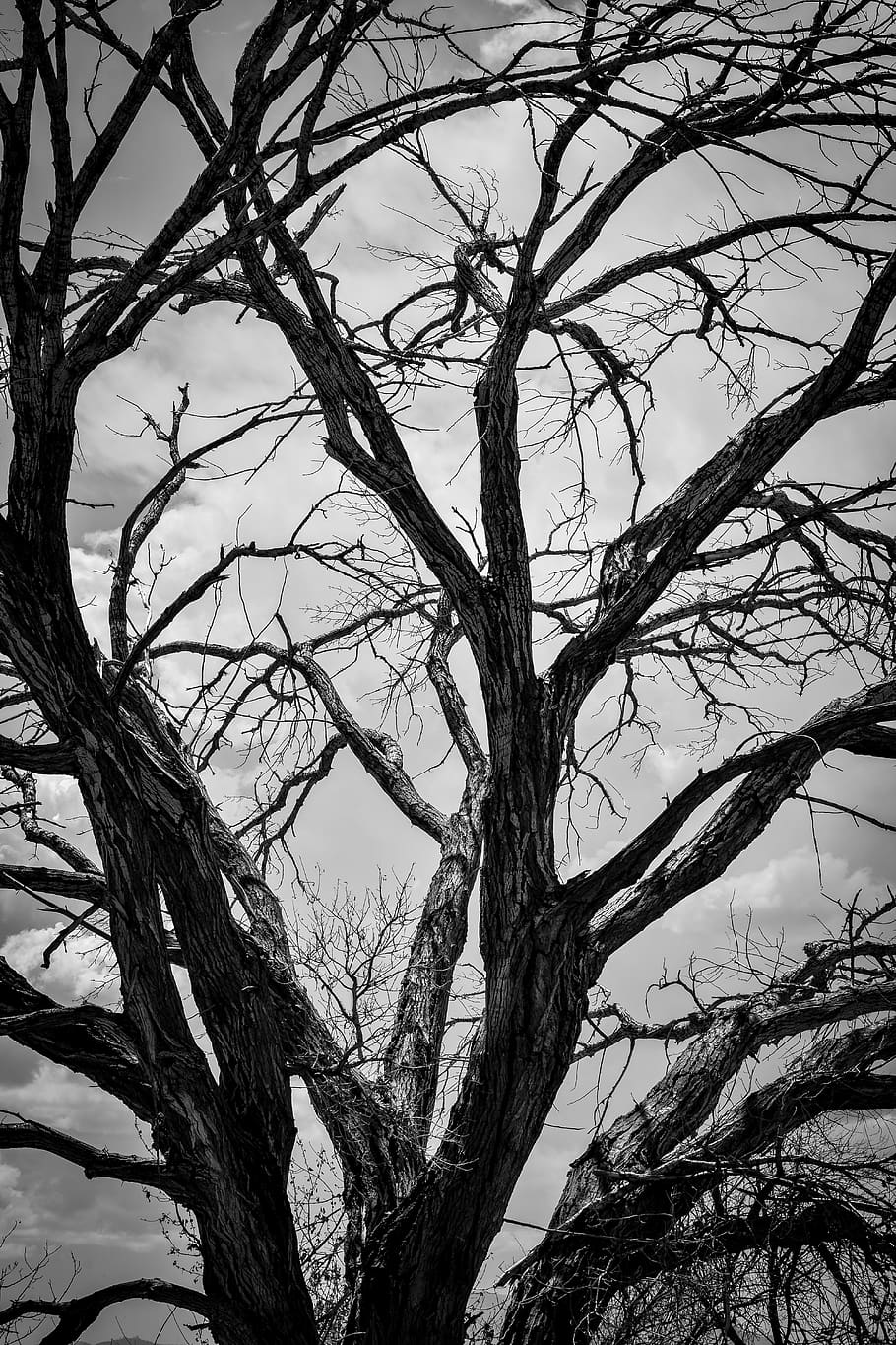 trees, fire, dead, sorrow, nature, parks, life, bare tree, branch HD wallpaper