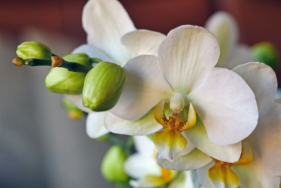 orchid, flowers, bud, panicle, white, exotic, tropical, close up HD wallpaper