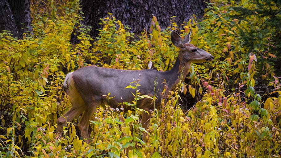 united states, north maroon peak, animal, animal themes, mammal HD wallpaper