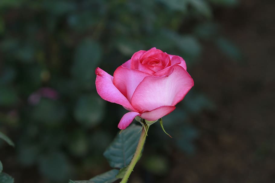 rose, flowers, flowering plant, beauty in nature, pink color HD wallpaper