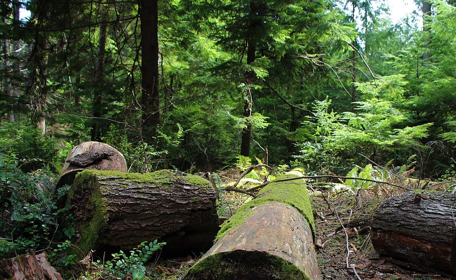 wood, nature, tree, flora, leaf, fern, summer, landscape, park HD wallpaper