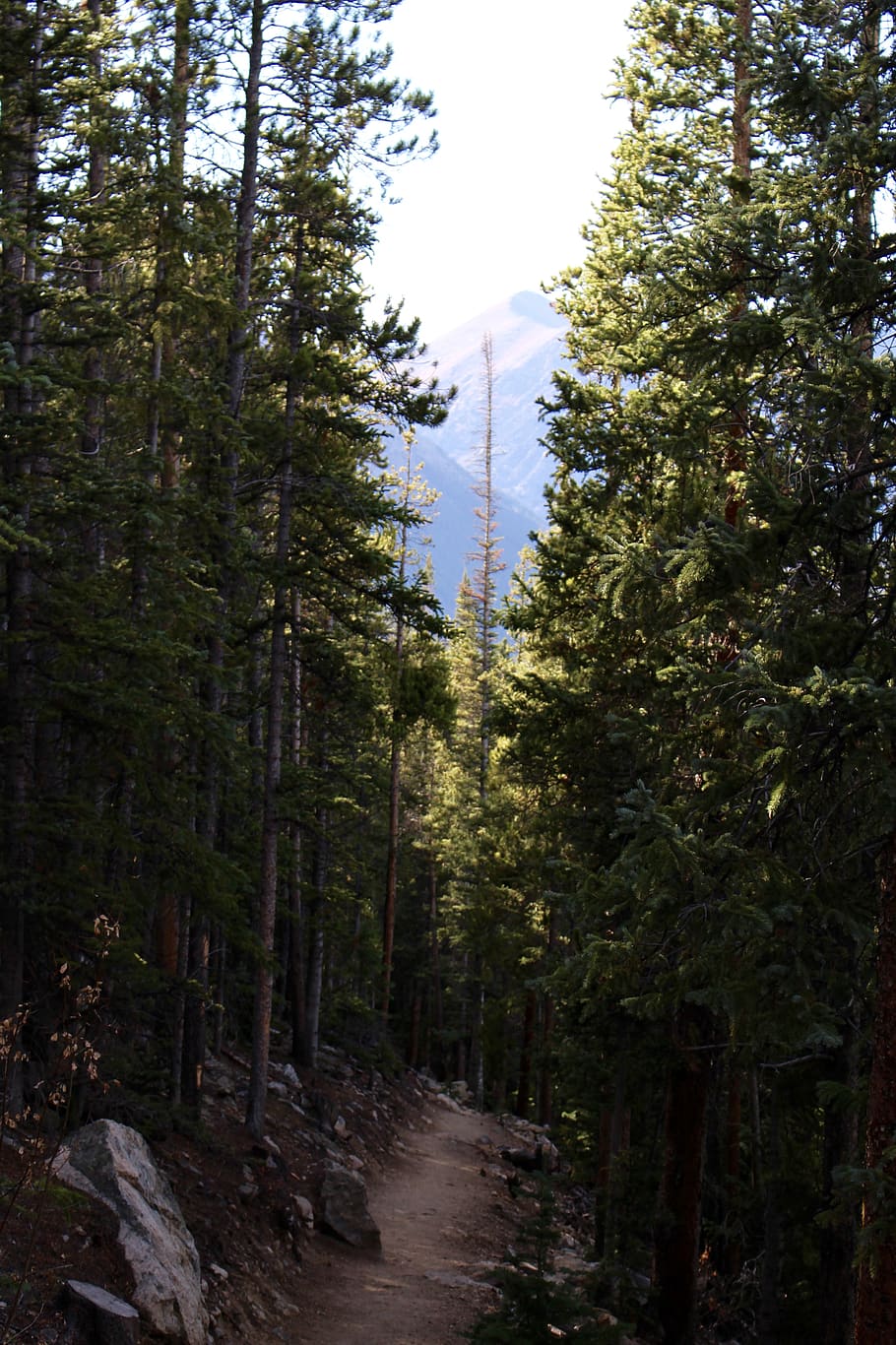 united states, mount elbert, pine, alpine, mountains, trees HD wallpaper